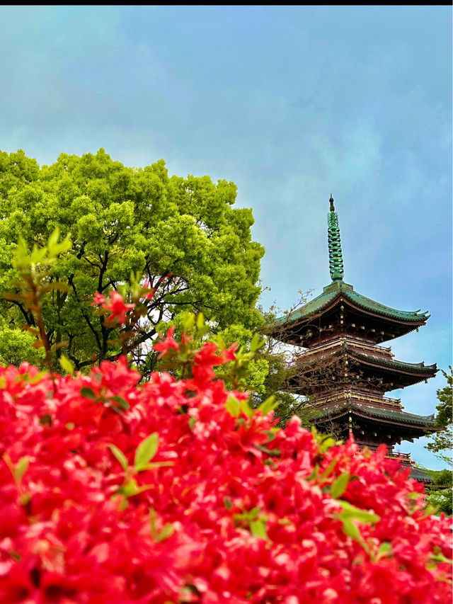 〜東京都〜ここ東京⁉︎穴場スポットぼたん苑