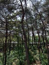 여름의 등산 코스 🌞 아름다운 산수강산 풍경을 보실 수 있는 등산여행지