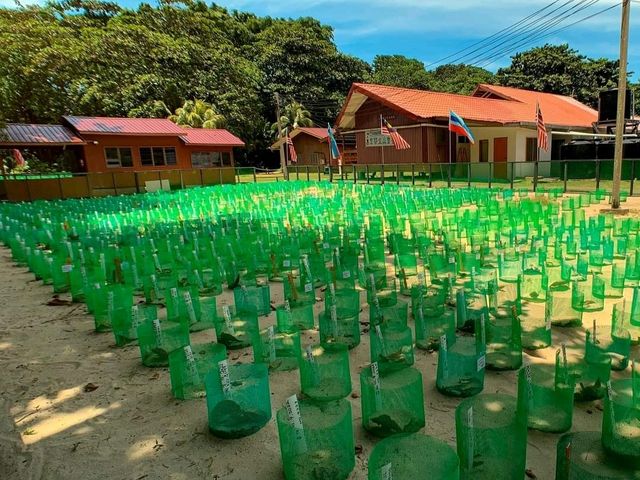 Selingan Turtle Island