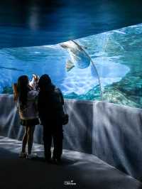 พาชมโลกใต้น้ำที่ Shanghai Ocean Aquarium 🇨🇳