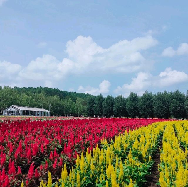 【北海道・富良野】ファーム富田🪻