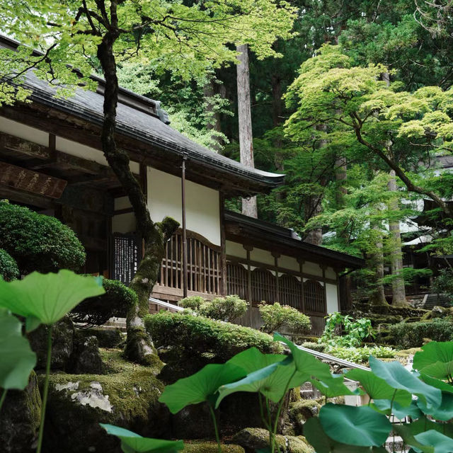 孔大寺神社 ⛩️ 平靜祥和