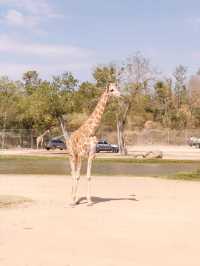 Safari Park Kanchanaburi  🦒🦁🦌
