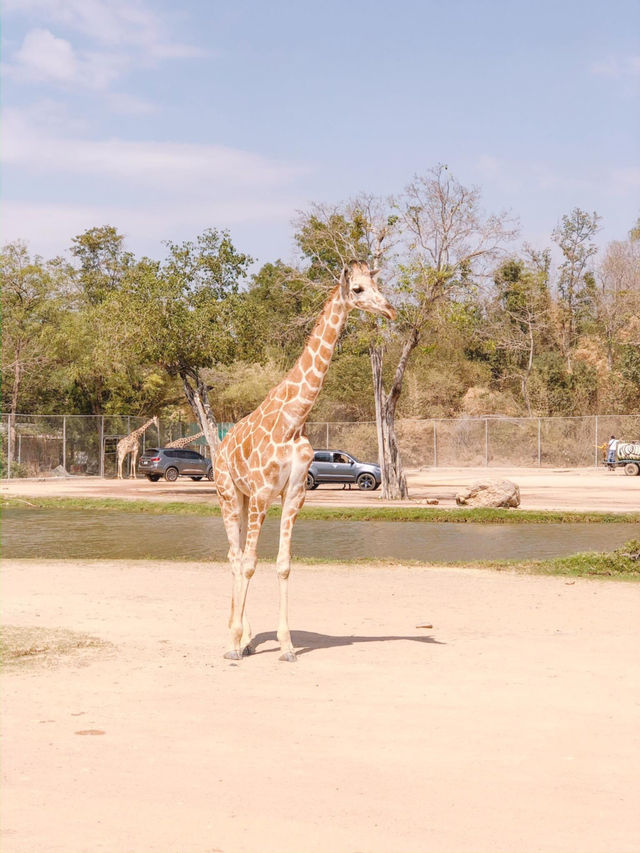 Safari Park Kanchanaburi  🦒🦁🦌