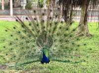 廣州動物園～好多動物睇丫