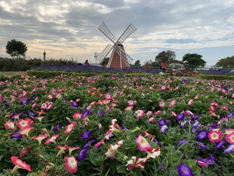 Pretty Flower field 🌷🪻at Taichung | Trip.com Taichung