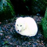 一個很小但很漂亮的動物園，近距離接觸冰島動物
