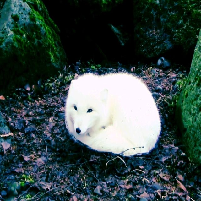 一個很小但很漂亮的動物園，近距離接觸冰島動物