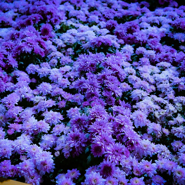 Flower Exhibition at Gardens by the Bay