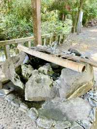 【長崎県】縁結びにご利益ある夫婦クスノキあり