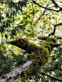 Huanglong Forest is the Paradise 