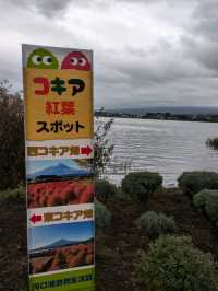 山梨県河口湖/大石公園でコキア
