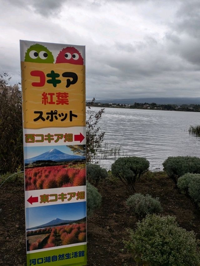 山梨県河口湖/大石公園でコキア