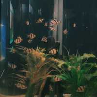 อควาเรียม ภูเก็ต🐙🪼🐠
