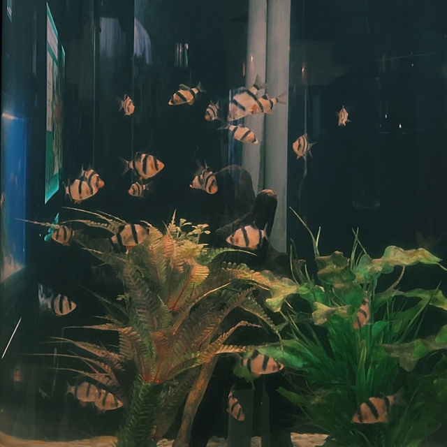 อควาเรียม ภูเก็ต🐙🪼🐠