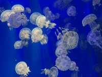 Xpark 水族館：最潮水族館景點