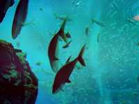 Xpark 水族館：最潮水族館景點