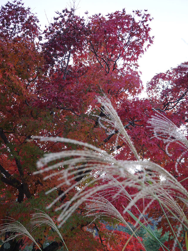京都｜紅葉シーズンの嵯峨野・嵐山を巡る旅