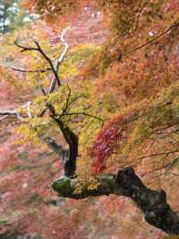 【ここ行って】紅葉の道が美しい✨奈良時代開創の無料で楽しめる紅葉スポット🍁