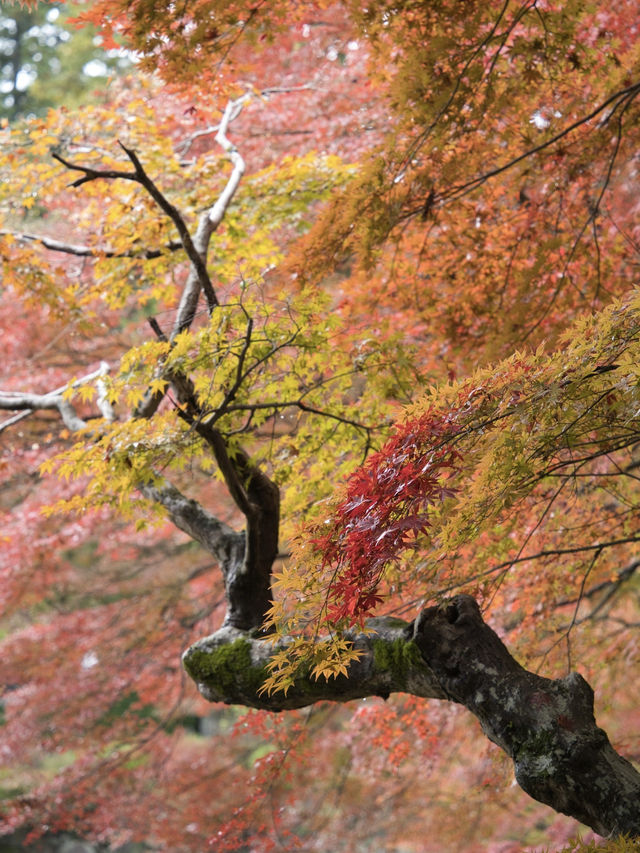 【ここ行って】紅葉の道が美しい✨奈良時代開創の無料で楽しめる紅葉スポット🍁