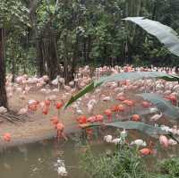 Wild Encounters: A Day at Guangzhou Safari Park