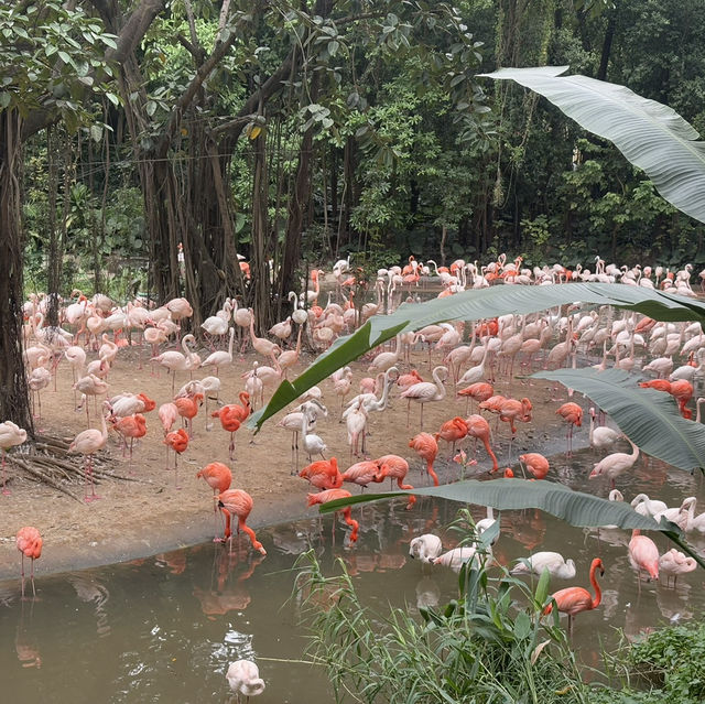 Wild Encounters: A Day at Guangzhou Safari Park