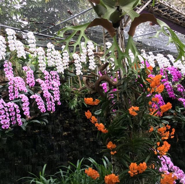 อุทยานหลวงราชพฤกษ์ จ.เชียงใหม่