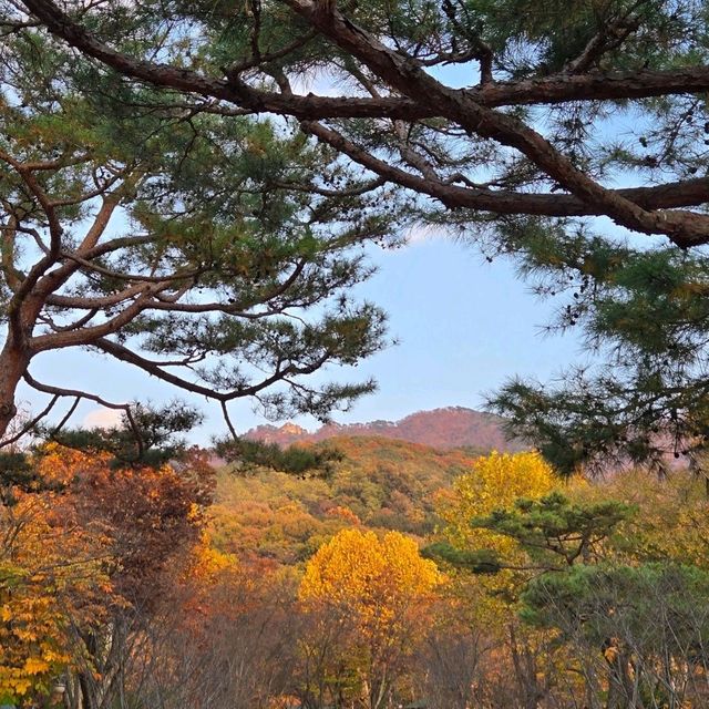 단풍🍁으로 가득한 서울대공원 나들이 