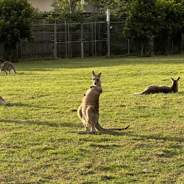 BRISBANE可以直接上手摸袋鼠的動物園🦘!!!