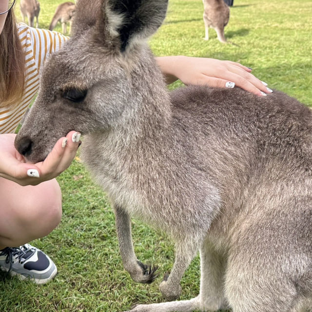 BRISBANE可以直接上手摸袋鼠的動物園🦘!!!