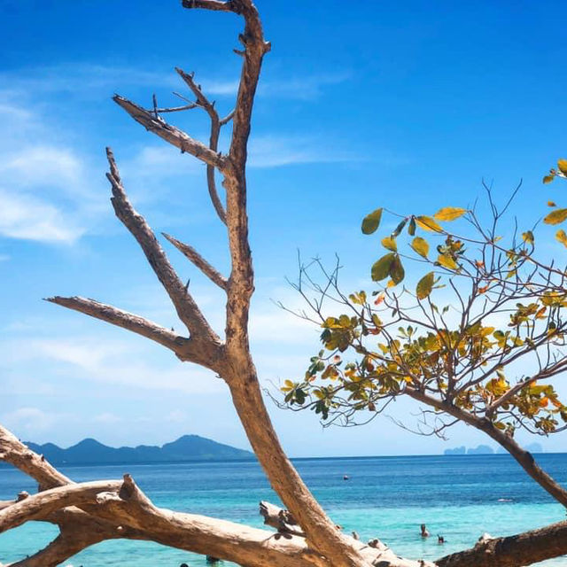  หมู่เกาะลิบงที่รัก✨🪸🌊