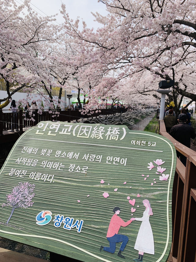 A Stroll Through the Sakura Wonderland of Yeojwacheon River