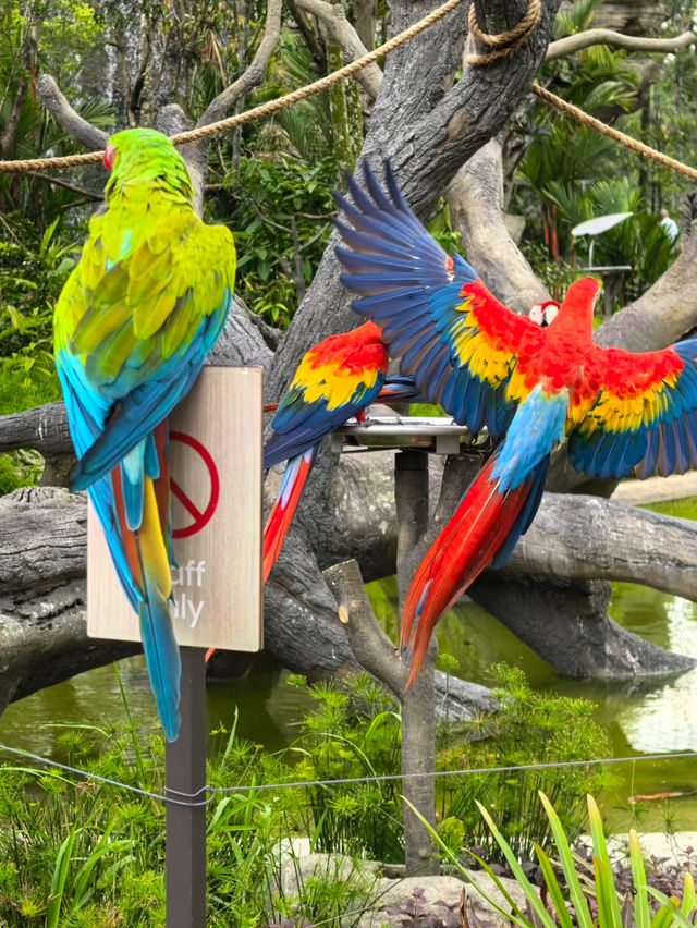 A beautiful visit to bird paradise singapore 🦢 