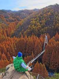 늦가을에 꼭 가야할 역대급 메타세콰이어 명소🍁
