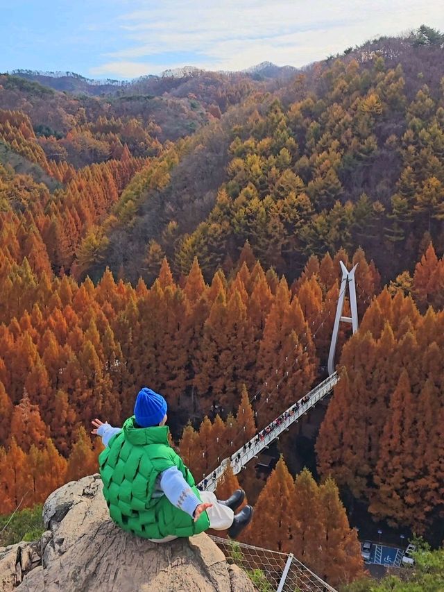 늦가을에 꼭 가야할 역대급 메타세콰이어 명소🍁