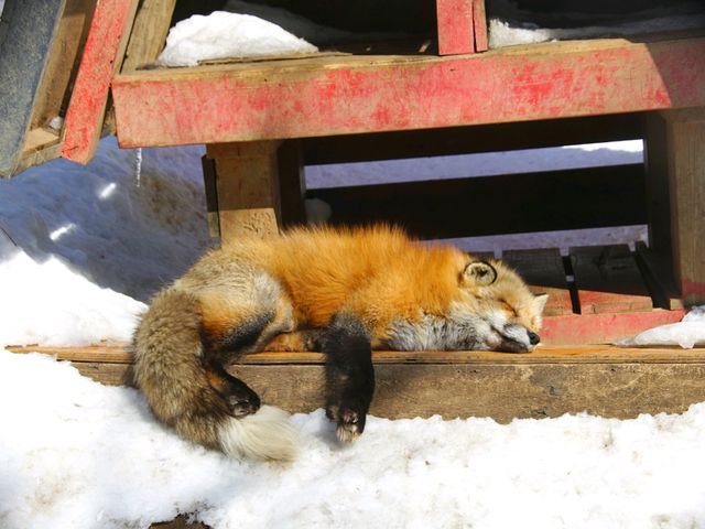 【宮城県】キツネの可愛いが大渋滞！「宮城蔵王キツネ村」