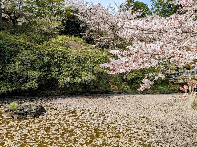 九州武雄神社：賞櫻花、看神木的人氣No.1免費景點