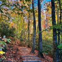 Pisgah National Forest