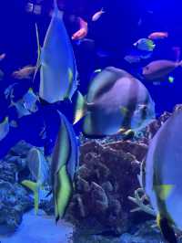 Perfect for summer! Enoshima Aquarium🐠