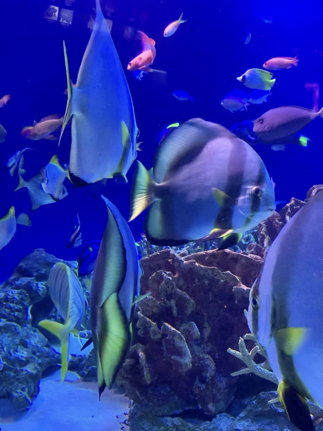 Perfect for summer! Enoshima Aquarium🐠