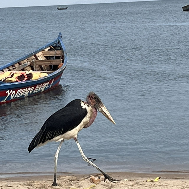 東非維多利亞湖