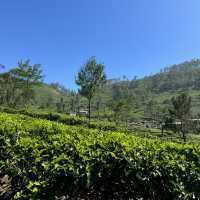 斯里蘭卡🇱🇰 - Lipton發源地