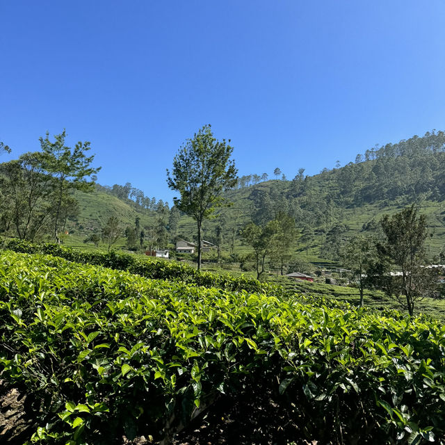 斯里蘭卡🇱🇰 - Lipton發源地