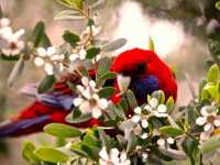 Why Bird Lovers Need to put Australia on there List 🦜
