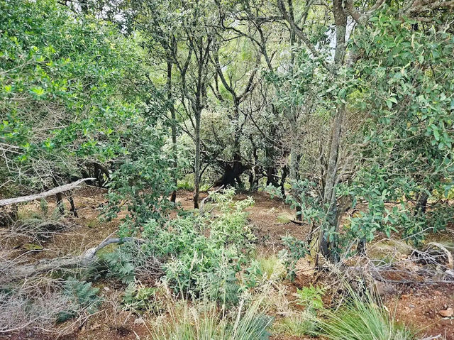 Majestic Views from Table Cape Lookout