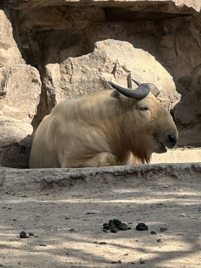 A Wild Adventure at Shanghai Wild Animal Park