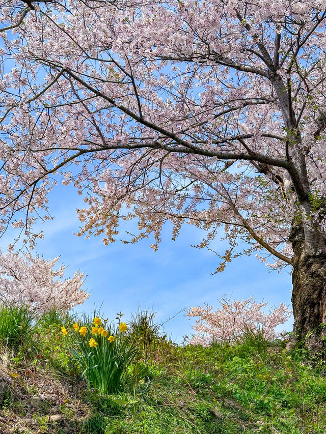 数年越しの念願叶い、やっと見れた春の四重奏！