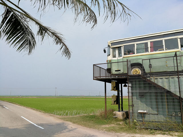 Selangor’s Hidden Oasis of Green and Gold: Sekinchan Padi Fields
