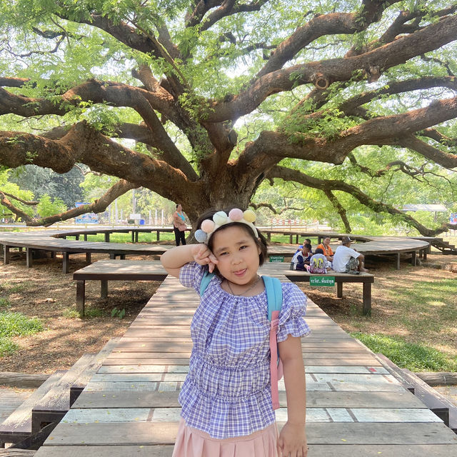 ต้นจามจุรียักษ์ กาญจนบุรี