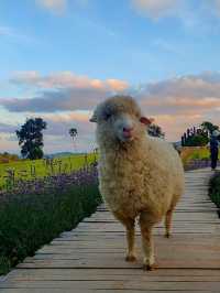 🐑 ม่อนแกะ เขาค้อ 🐏🐑🐑